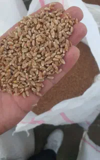 بذر اکلید فرانسه