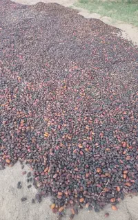 فروش عمده ضایعات خرما کده