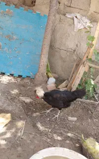 مرغ خروس لهستانی