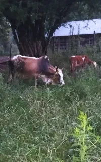 گاوشکم‌دارباگوساله‌نر