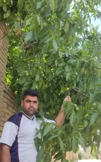 فروش گردو و میوه