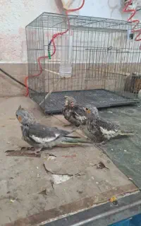 طوطی عروس یکماه