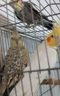 جفت عروس هلندی مولد