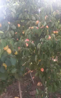 زردآلو  علائ درجه یک