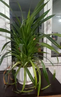 گل پاندانوس