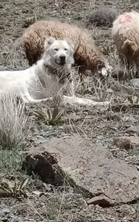 سگ گله