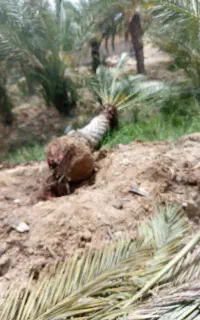 بیع نخیل ارتفاع