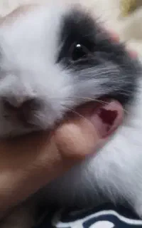 خرگوش