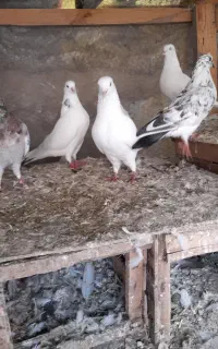 فروش کبوتر