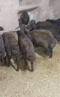 10 عدد بره نر غزل افشار