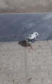 کفتر