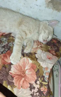 واگذاری گربه
