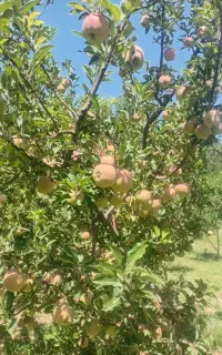 به چند کارگر جهت کار در باغ انگور