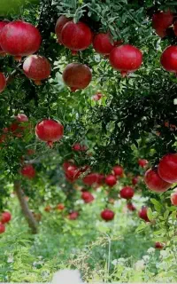 نهال انار ژله ای ریشه پرس