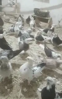 کبوتر