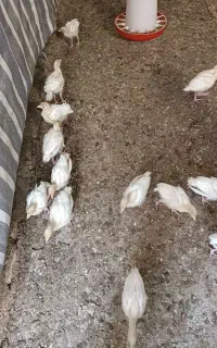 جوجه بیوتی 6 اصل