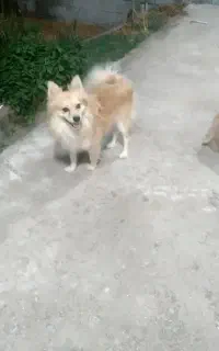 سگ پامر