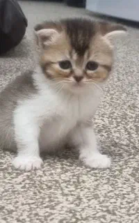 گربه اسکاتیش