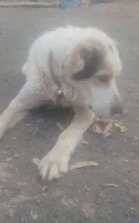 سگ دهن پاک