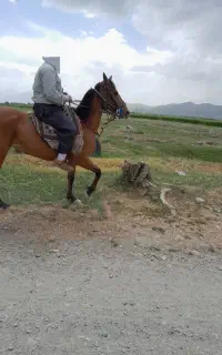 مادیان کرد۷سال
