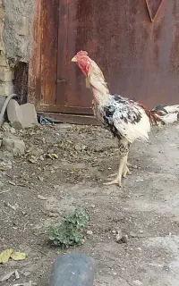 فروش خروس لاری