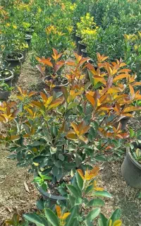 فتونیا ریشه پرس