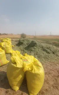 یونجه درجه یک
