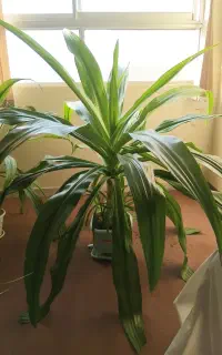 گل های اشک ملکه و پاندانوس و گهواره موسی