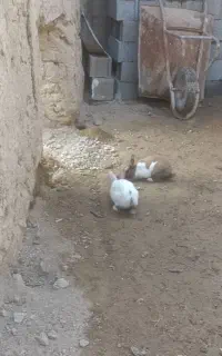 خرگوش