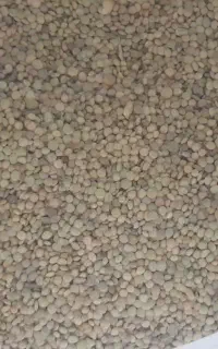 عدس