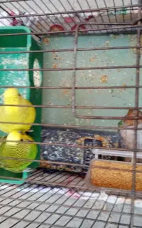مرغ غشق سالم