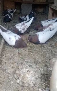 4جفت سینه خوشگل