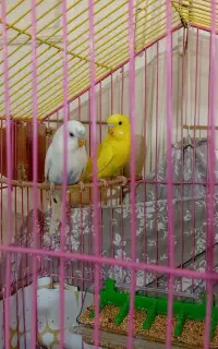 مرغ عشق