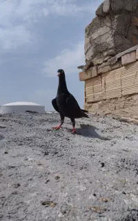 جوجه زاغ