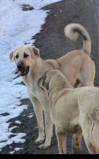 سگ‌پژدر