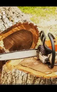 چوب بری هرس و قطع درختان مزاحم به صورت تخصصی