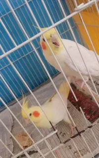 عروس هلندی