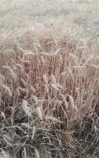 بذر گندم آبی رقم فلکسا