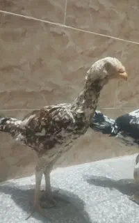 مرغ لاری