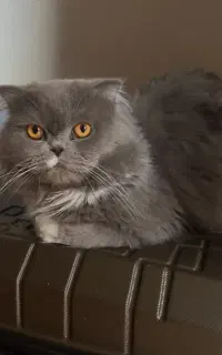 گربه اسکاتیش نر گردن گیر