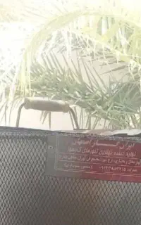 تنور  گازی     نو نو