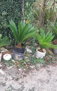 فروش گل سیکاس