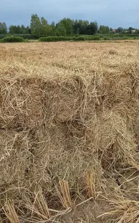 سلام تعداد هفتاد عدد کاه سراچینا خشک