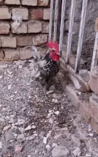 خروس سبرایت