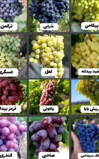 نهال انگور شامپاین