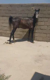 اسب ۳سال نوه کامران