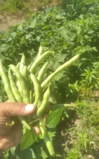 لوبیا سبز تازه نوشهر