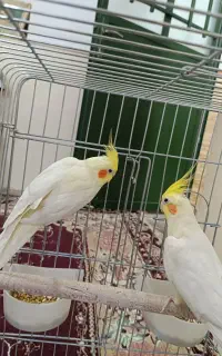 جفت عروس هلندی لوتینو