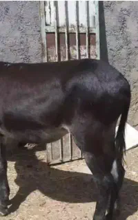 الاغ 6ساله ایخه گله ای