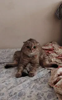 گربه گم شده ، گردنبند پلاک دارد ۱۲ میلیون مژدگانی